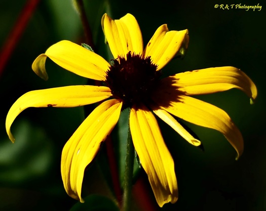 {Rudbeckia triloba}
